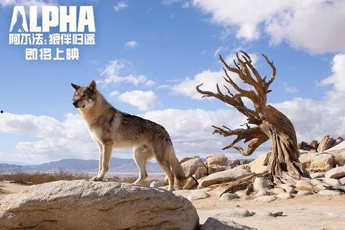 狼狼影院在线观看免费,免费畅享，在线观影新体验