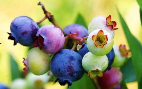 蓝莓被爆料视频大全,揭秘神秘事件背后的真相 第1张 蓝莓被爆料视频大全,揭秘神秘事件背后的真相 第1张